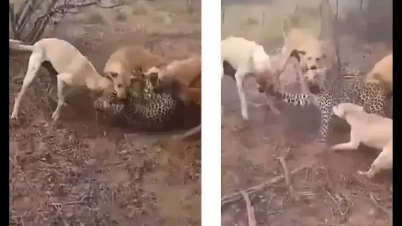 Animal Fight