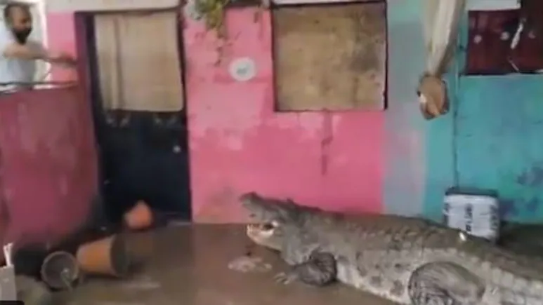 Crocodile enter a house in gujarat